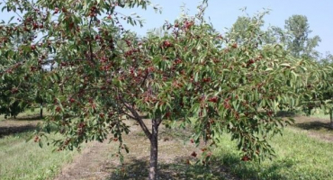 Výsadba, pěstování a správná péče o třešně, jak krmit zálivku jak zalévat